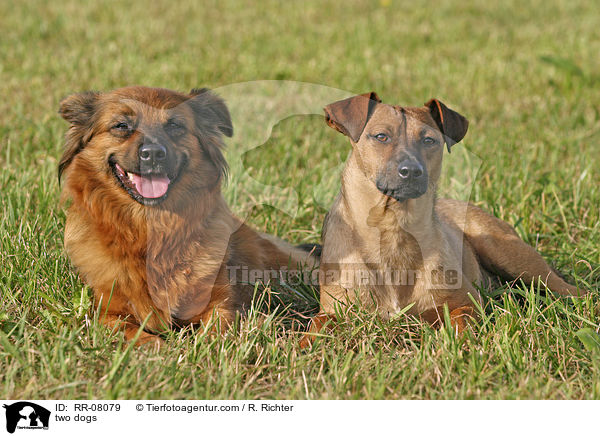 two dogs / RR-08079