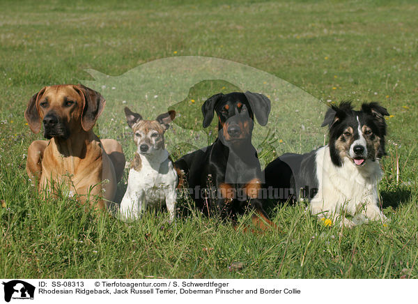 Rhodesian Ridgeback, Jack Russell Terrier, Doberman Pinscher and Border Collie / SS-08313