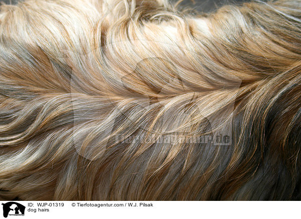 Hundehaare / dog hairs / WJP-01319