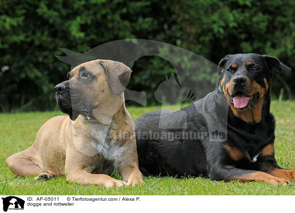 dogge and rottweiler / AP-05011