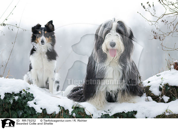 Bearded Collie and Sheltie / RR-79252