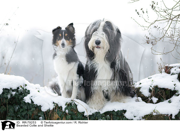 Bearded Collie and Sheltie / RR-79253