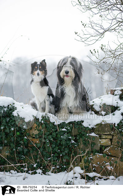 Bearded Collie and Sheltie / RR-79254