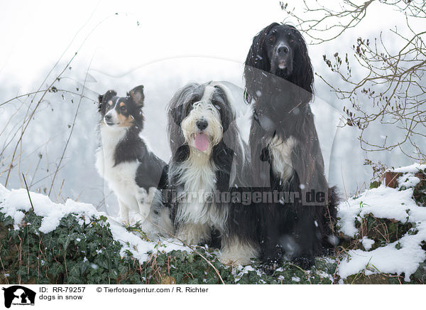 dogs in snow / RR-79257