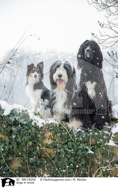dogs in snow / RR-79259