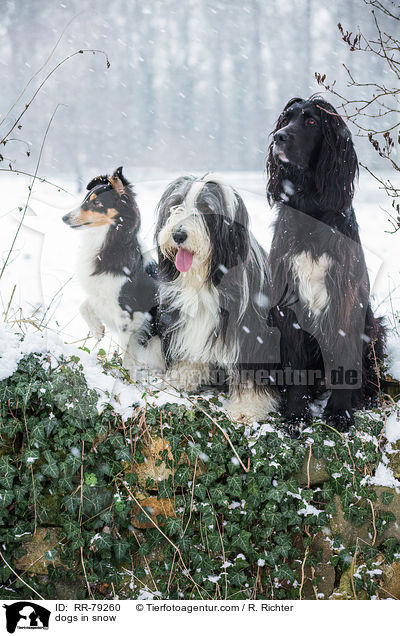 dogs in snow / RR-79260