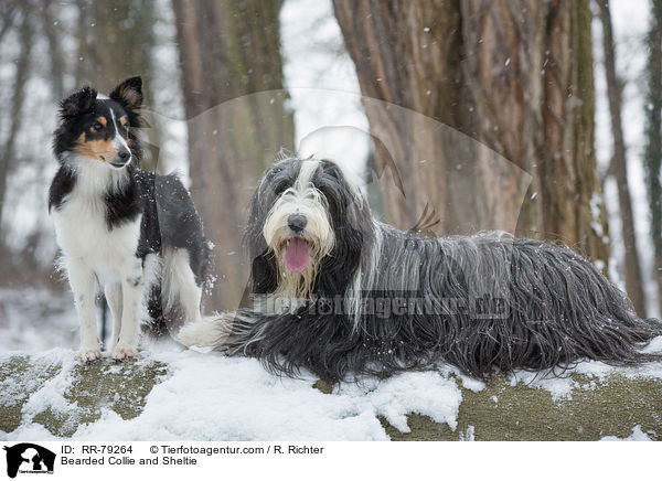 Bearded Collie and Sheltie / RR-79264
