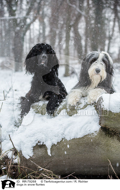 dogs in snow flurries / RR-79268