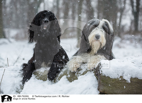 dogs in snow flurries / RR-79269