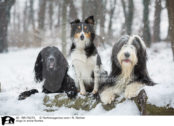 dogs in snow flurries / RR-79270