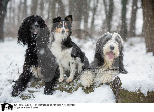 dogs in snow flurries / RR-79271
