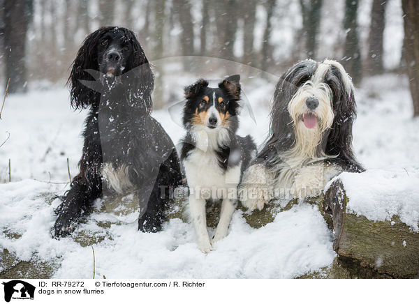 dogs in snow flurries / RR-79272