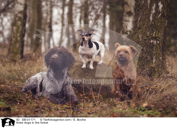three dogs in the forest / SB-01171