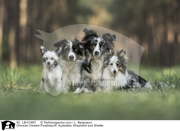 Chinese Crested Powderpuff, Australian Shepherd and Sheltie / LB-01867