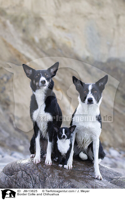 Border Collie and Chihuahua / JM-13625