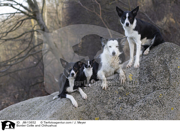 Border Collie and Chihuahua / JM-13652