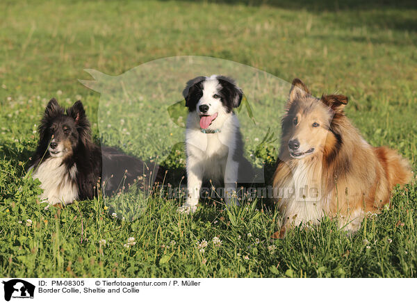 Border Collie, Sheltie and Collie / PM-08305
