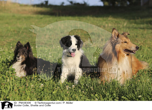 Border Collie, Sheltie and Collie / PM-08306