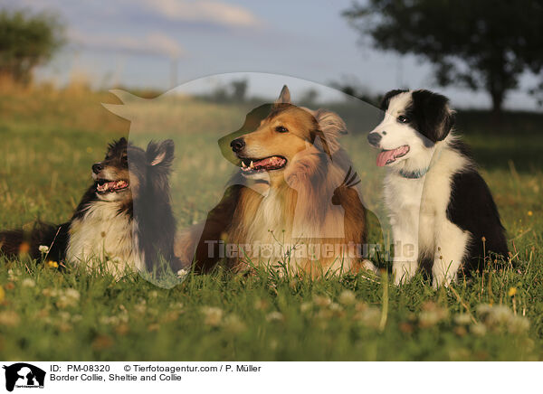 Border Collie, Sheltie and Collie / PM-08320