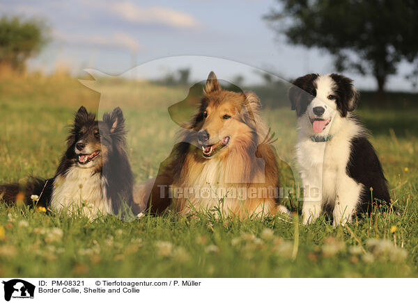 Border Collie, Sheltie and Collie / PM-08321