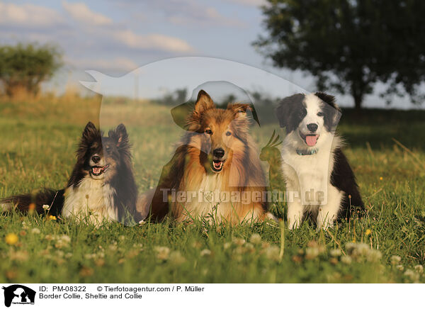 Border Collie, Sheltie and Collie / PM-08322