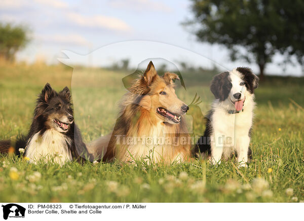 Border Collie, Sheltie and Collie / PM-08323