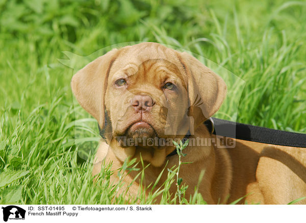 Bordeauxdogge Welpe / French Mastiff Puppy / SST-01495