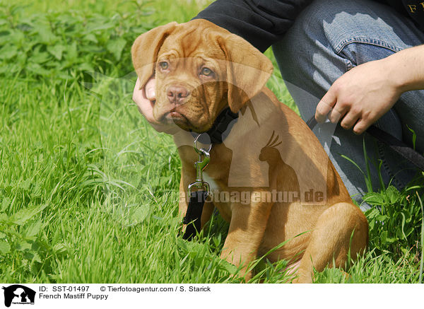 Bordeauxdogge Welpe / French Mastiff Puppy / SST-01497