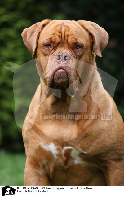 French Mastiff Portrait / DG-01340