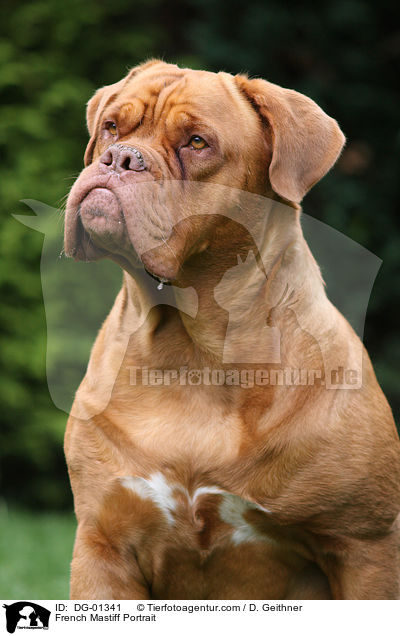 French Mastiff Portrait / DG-01341