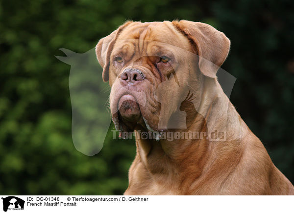 French Mastiff Portrait / DG-01348