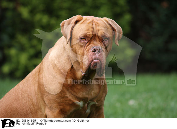 French Mastiff Portrait / DG-01355