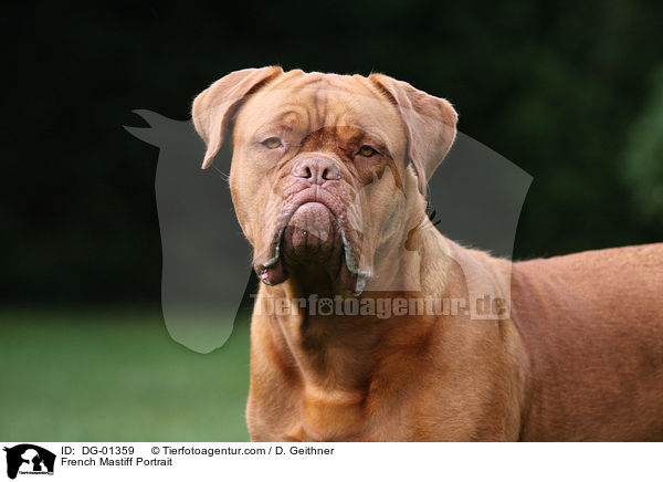French Mastiff Portrait / DG-01359