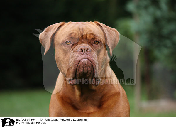French Mastiff Portrait / DG-01364