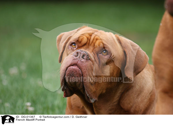 French Mastiff Portrait / DG-01367