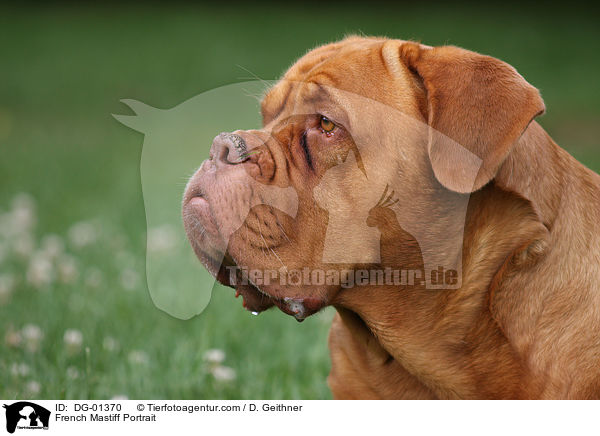 French Mastiff Portrait / DG-01370