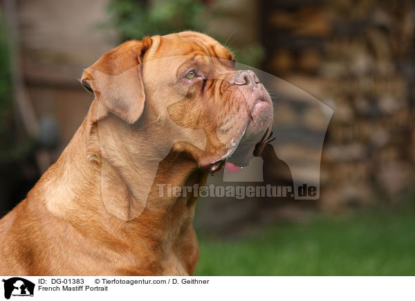 French Mastiff Portrait / DG-01383