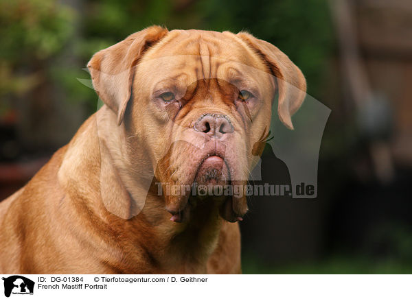 French Mastiff Portrait / DG-01384
