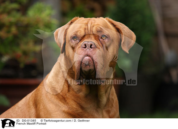 French Mastiff Portrait / DG-01385