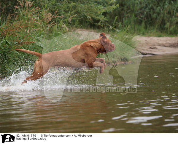 bathing Bordeauxdog / AM-01779