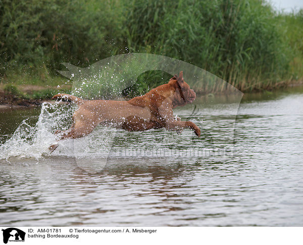 bathing Bordeauxdog / AM-01781