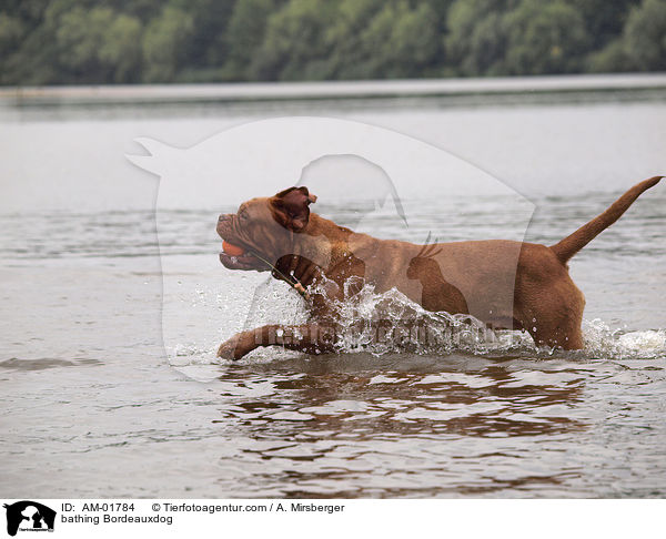 bathing Bordeauxdog / AM-01784