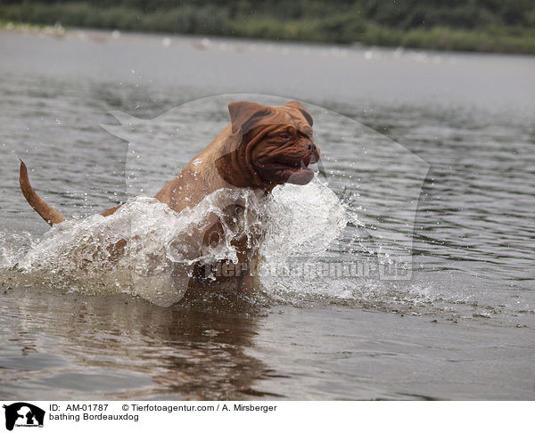 bathing Bordeauxdog / AM-01787