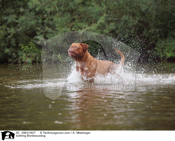 bathing Bordeauxdog / AM-01807