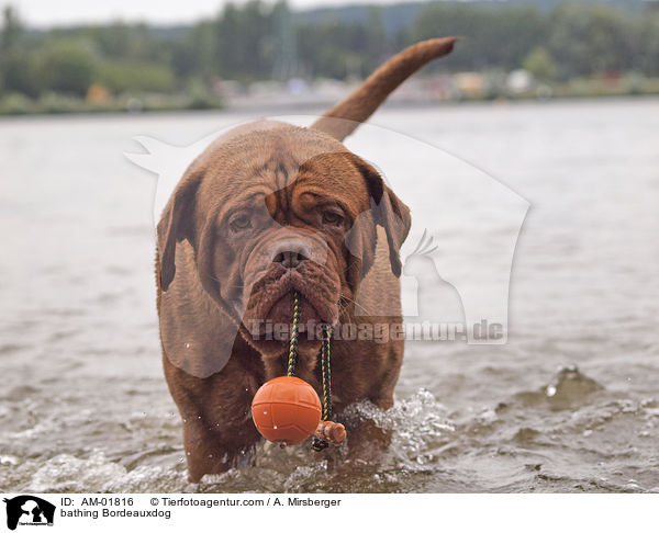 bathing Bordeauxdog / AM-01816