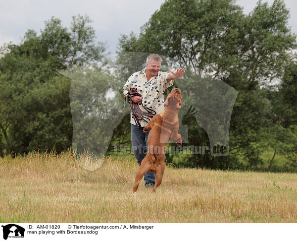 man playing with Bordeauxdog / AM-01820