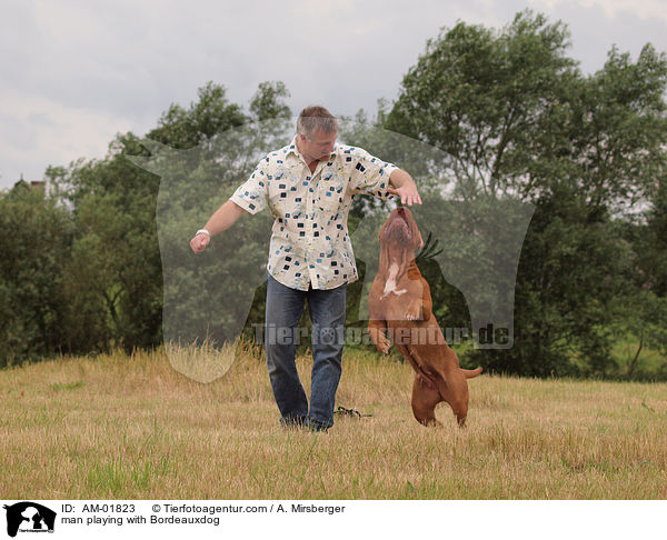 man playing with Bordeauxdog / AM-01823