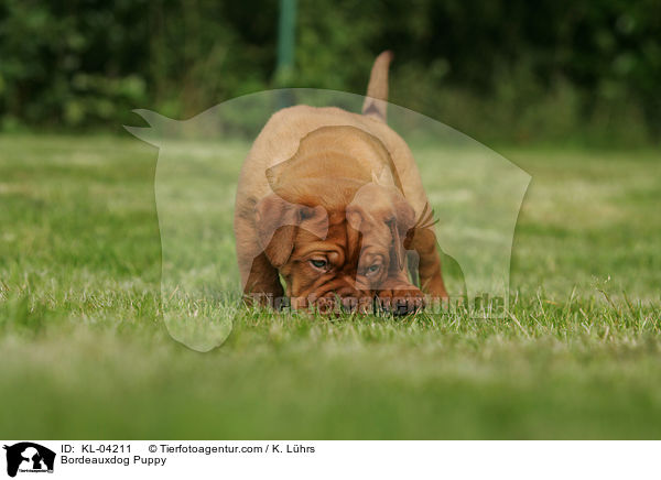 Bordeauxdog Puppy / KL-04211