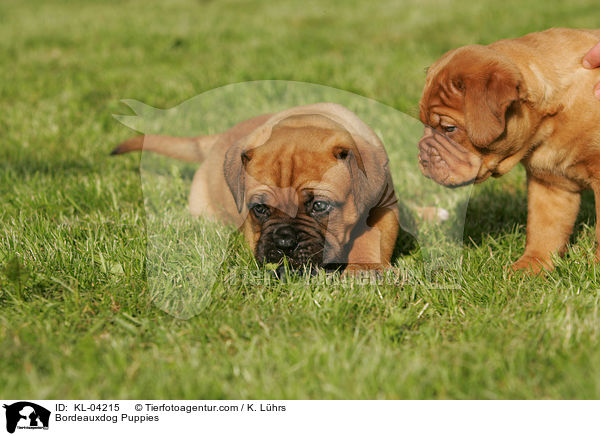 Bordeauxdog Puppies / KL-04215