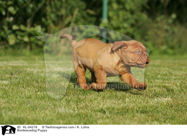 Bordeauxdog Puppy / KL-04218